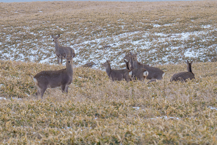 Ezo sika deer at Cape Ochishi in Nemuro Wildlife in unexplored areas of East Hokkaido in winter