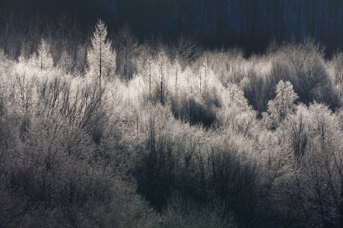 Biei-cho, Hokkaido: Beautiful foggy ice trees in February