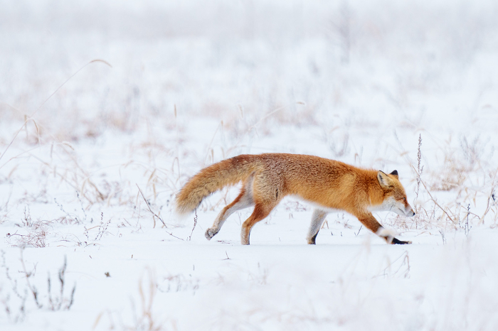 Fox walking in snow field Hokkaido sightseeing in winter Cute wild animals