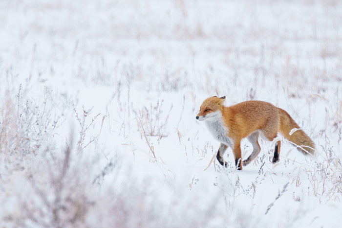 Fox walking in snow field Hokkaido sightseeing in winter Cute wild animals