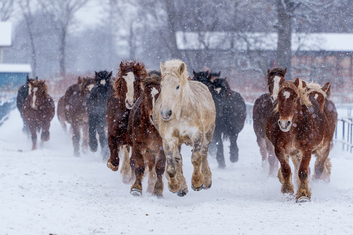 Horse Chase Exercise at Tokachi Farm Hokkaido Style Sightseeing in Winter (Winter Events)