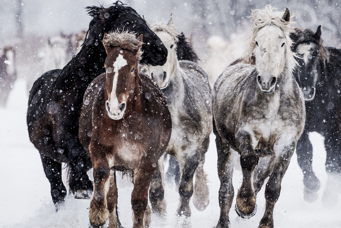 Horse Chase Exercise at Tokachi Farm Hokkaido Style Sightseeing in Winter (Winter Events)