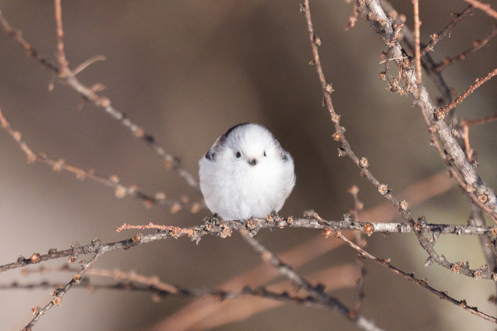 Snow Fairy Shimaenaga Cute wild animals in Hokkaido