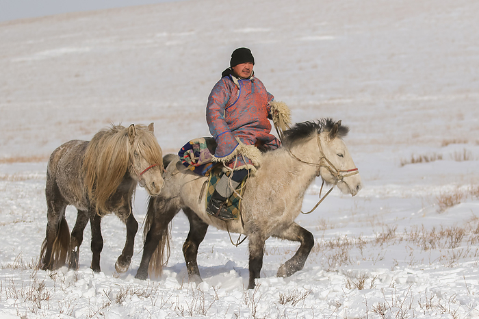 Mongolia Horses and Nomads grasslands   