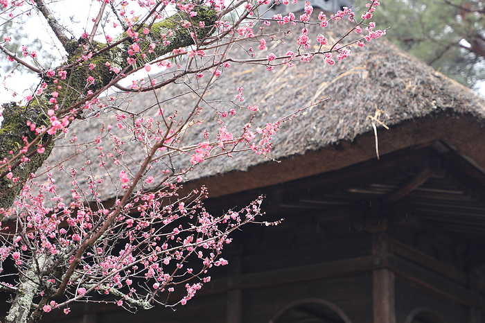 Plum blossoms and pavilion