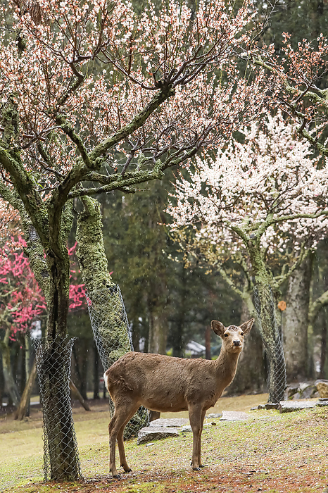 Deer in Nara Park in spring