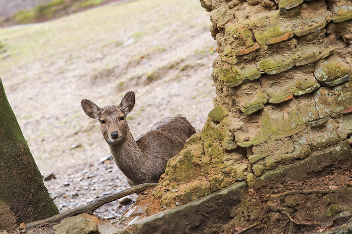 Nara Park, earthen wall and deer