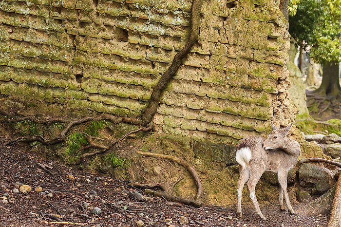 Nara Park, earthen wall and deer