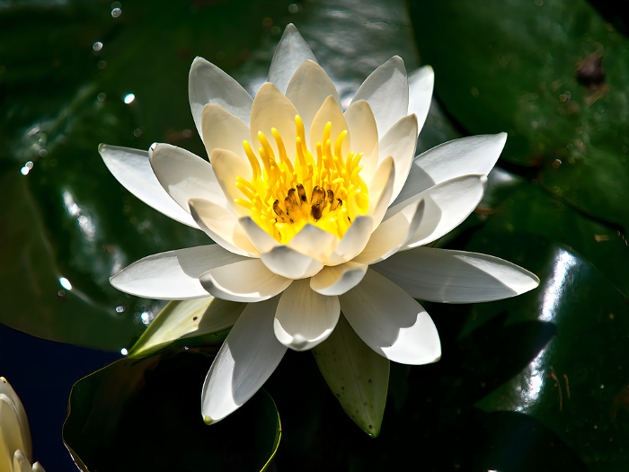 Water lilies 3