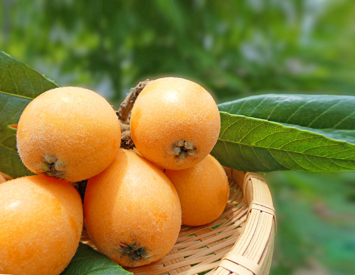 Early summer fruit, freshly harvested loquat pictures