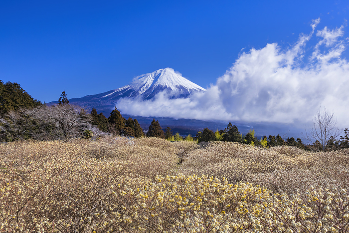 Mt. Fuji and Mitsumata, Shizuoka Prefecture