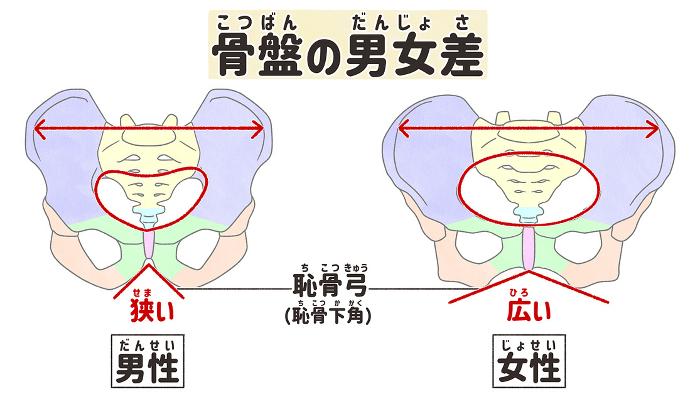 Comparison of male and female pelvic bones Easy-to-understand illustrations in Japanese