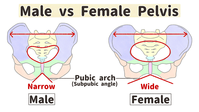 Comparison of male and female pelvic bones Easy-to-understand English illustrations