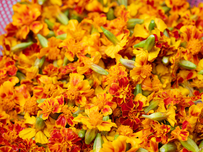 flower background,dried marigolds, marigold flower