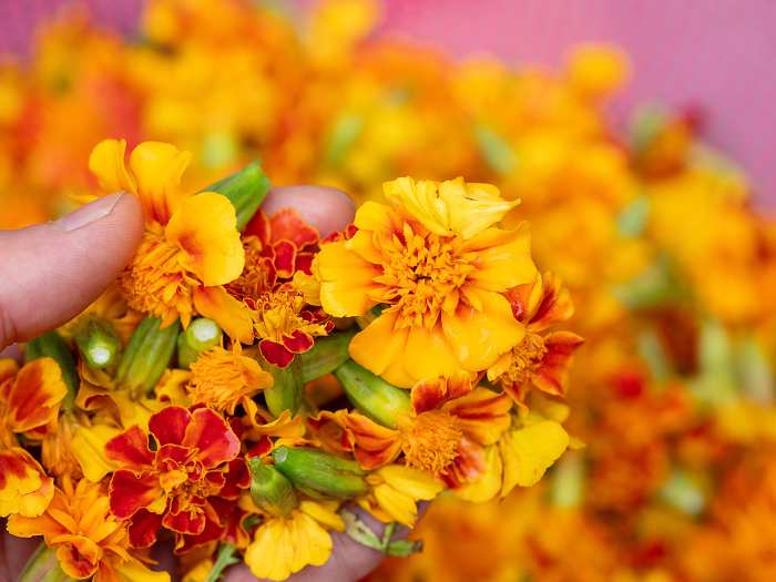 dried marigolds, marigold flower in hand