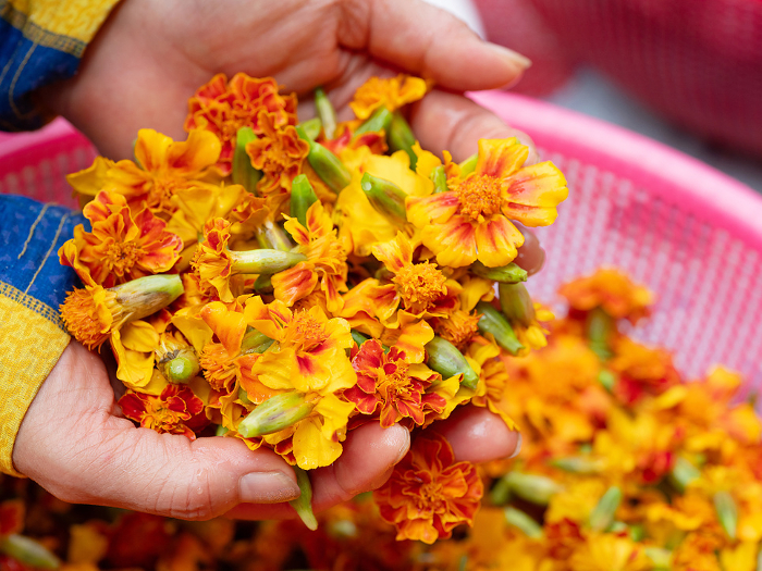 dried marigolds, marigold flower in hand