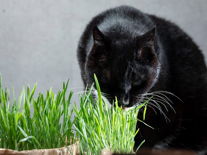 Grass in a flower pot and a black cat