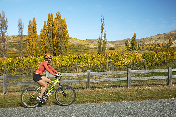 New Zealand Cyclist and autumn colours, Felton Road Vineyard, Bannockburn, near Cromwell, Central Otago, South Island, New Zealand  MR 