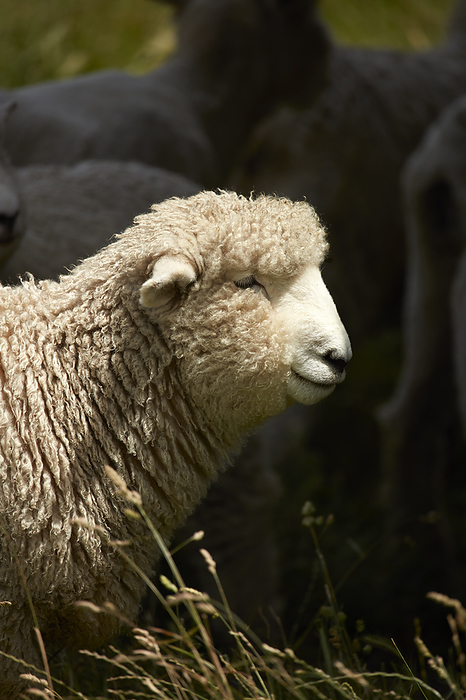 New Zealand Sheep, North Otago, South Island, New Zealand