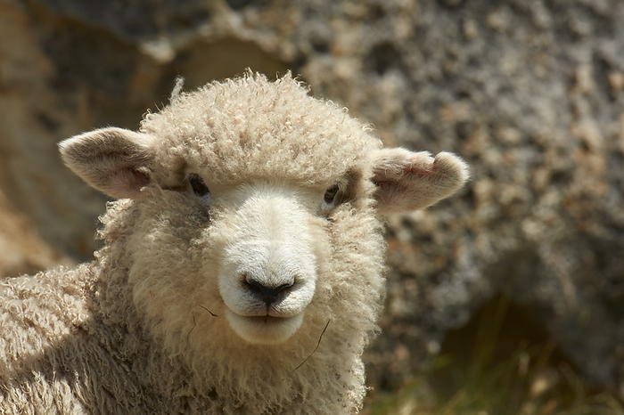New Zealand Sheep, North Otago, South Island, New Zealand