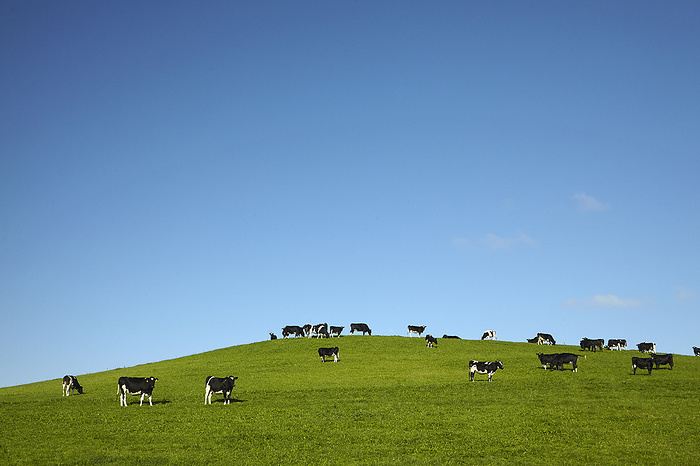 New Zealand Cows and green farmland, North Otago, South Island, New Zealand