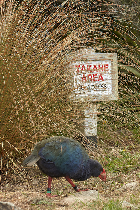 Takahe (Porphyrio hochstetteri), Orokanui Ecosanctuary, near Dunedin, South Island, New Zealand