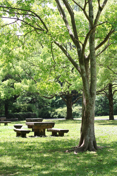 Park with fresh greenery Image