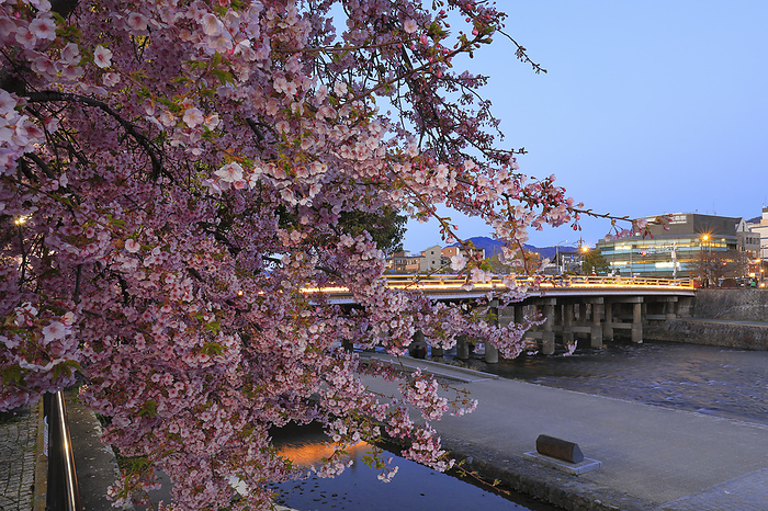 Kawazu cherry blossoms and the illuminated Sanjo Bridge Kyoto Sanjo Ohashi Bridge is illuminated from March 1, 2024.