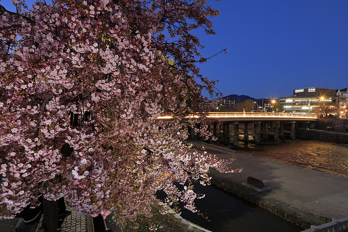 Kawazu cherry blossoms and the illuminated Sanjo Bridge Kyoto Sanjo Ohashi Bridge is illuminated from March 1, 2024.
