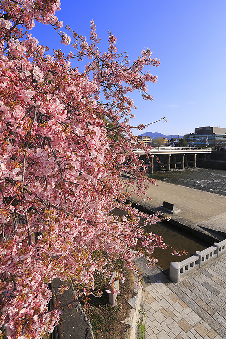 Kawazu cherry blossoms along the Kamo River and the Sanjo Bridge Kyoto Prefecture The repaired Sanjo Bridge completed in the spring of 2024