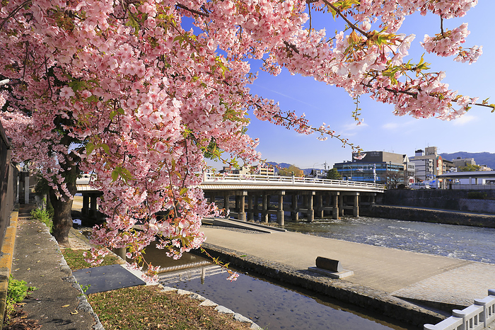 Kawazu cherry blossoms along the Kamo River and the Sanjo Bridge Kyoto Prefecture The repaired Sanjo Bridge completed in the spring of 2024