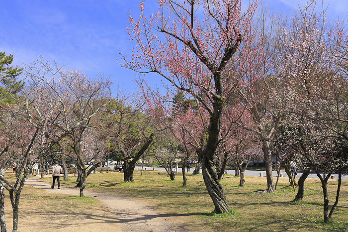 Plum trees in Kyoto Gyoen, Kyoto Prefecture