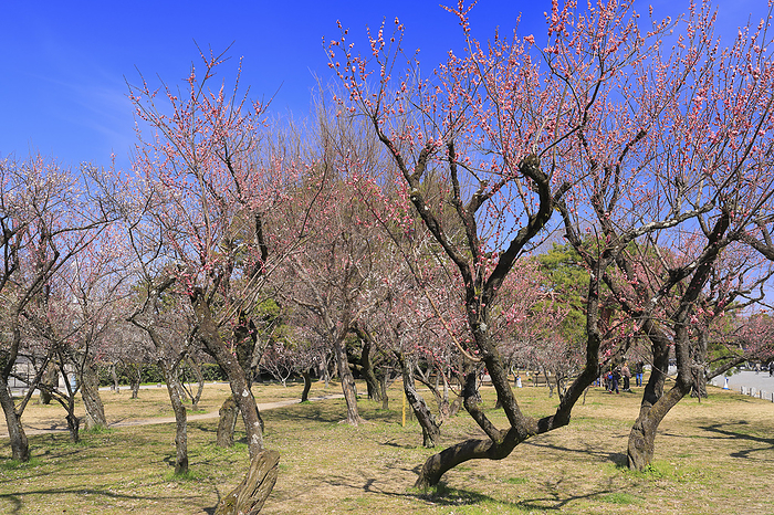 Plum trees in Kyoto Gyoen, Kyoto Prefecture