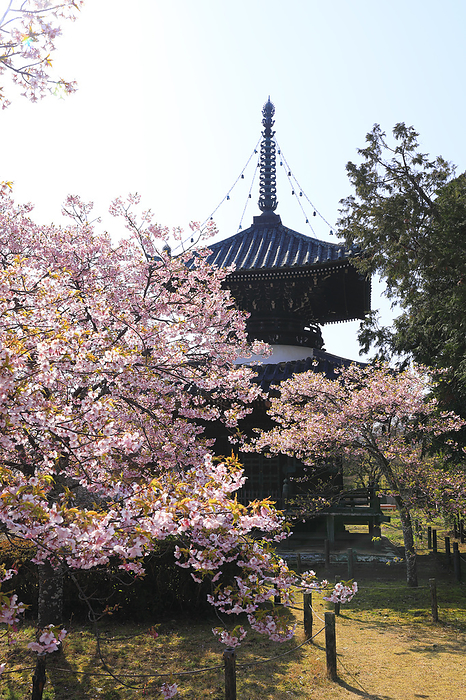 Seiryouji Temple   Kawazu Cherry Blossoms and Dabotou Pagoda Kyoto Pref. otherwise known as Saga Shakado