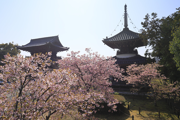 Seiryouji Temple   Kawazu Cherry Blossoms, Dabotou  pagoda  and Niomon Gate Kyoto Pref. otherwise known as Saga Shakado