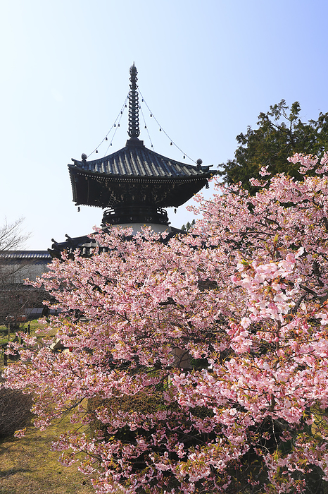 Seiryouji Temple   Kawazu Cherry Blossoms and Dabotou Pagoda Kyoto Pref. otherwise known as Saga Shakado