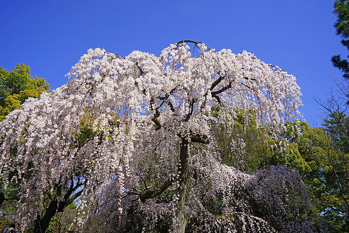 Kyoto Gyoen Izumizu no Edarezakura  weeping cherry blossoms  Kyoto Pref.                                