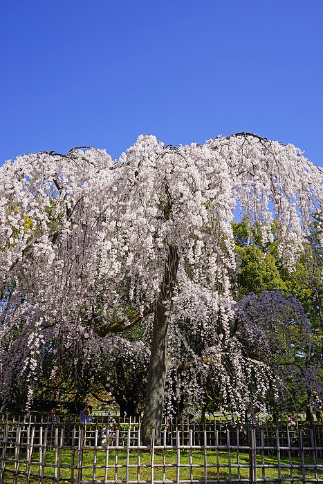 Kyoto Gyoen Izumizu no Edarezakura  weeping cherry blossoms  Kyoto Pref.                                