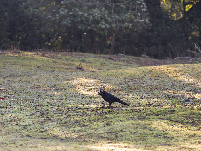 Crows in Nara Park gathering materials for their nests