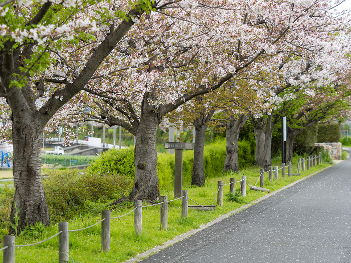 Cherry blossom trees along the bank along the Ishikawa River