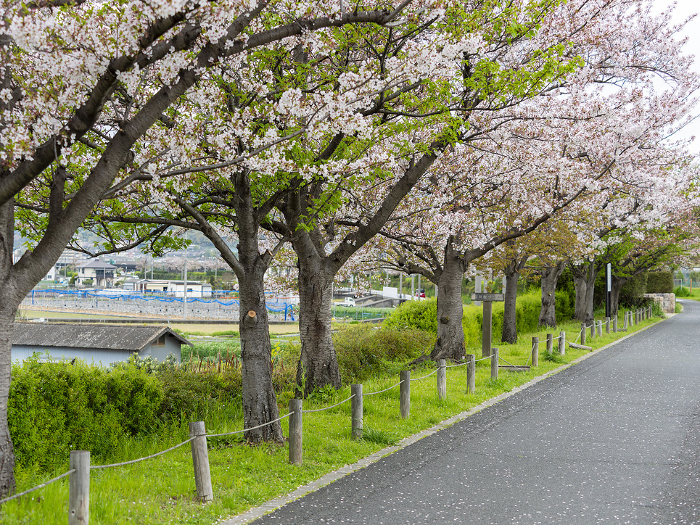 Cherry blossom trees along the bank along the Ishikawa River