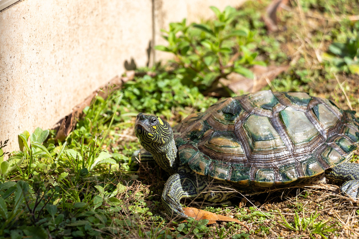 Turtle sunbathing outdoors
