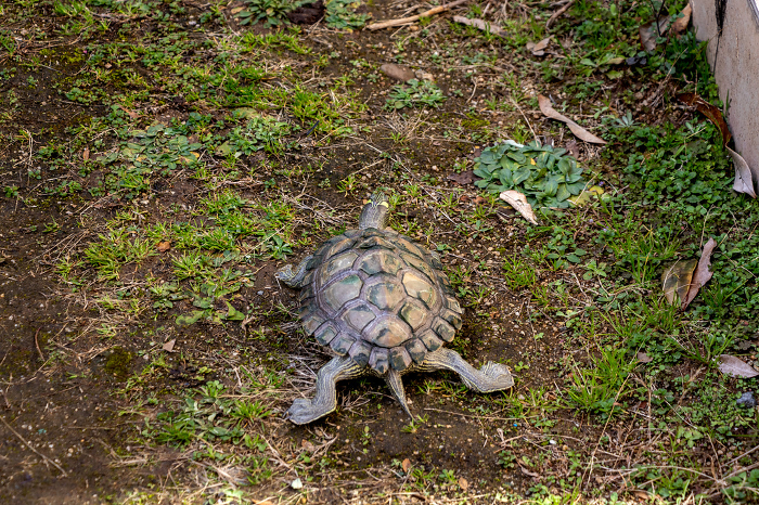 Turtle walking on soil