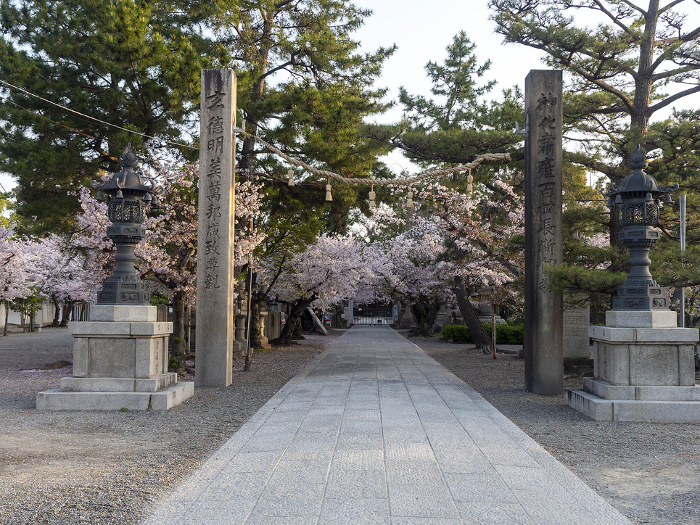 Cherry trees along the approach to Domyoji Tenmangu Shrine