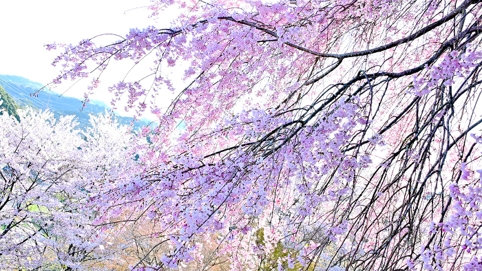 Elegant and beautiful weeping cherry blossoms in SONOMANMA PARK