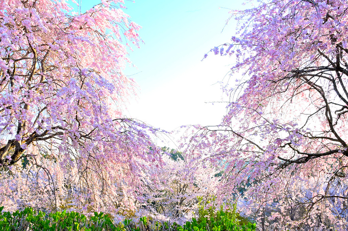 Toyota City's SONOMANMA Park with beautiful weeping cherry blossoms and quiet atmosphere.