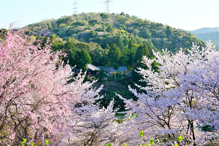 Cherry blossoms at Sono Manma Park in Toyota City and Kyounji Temple