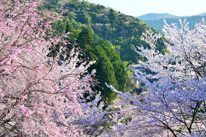 Ruins of Matsudaira Castle in Toyota City SONOMANMA Park Cherry blossoms in full bloom