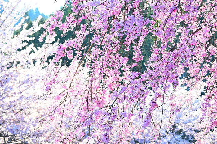 Beautiful weeping cherry blossom shining in the morning sun