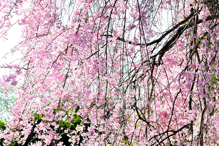Elegant and beautiful weeping cherry blossoms in SONOMANMA PARK